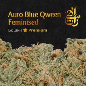 Бошки закладкой онлайн купить шишки